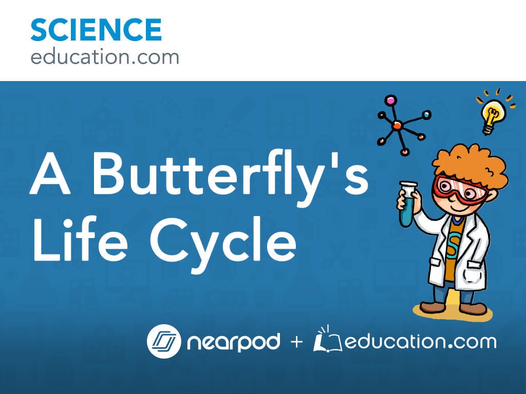 A Butterflys Life Cycle