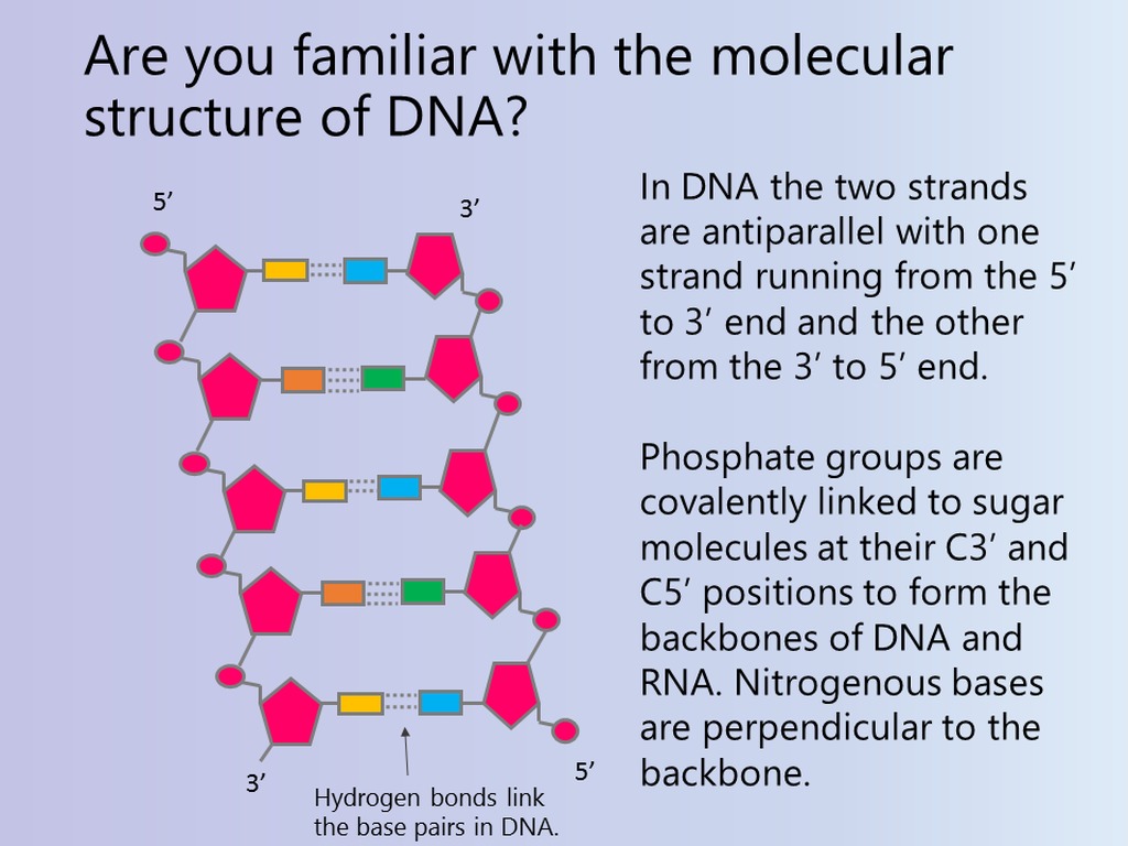 32 Can You Correctly Label Various Parts Of A Dna Molecule